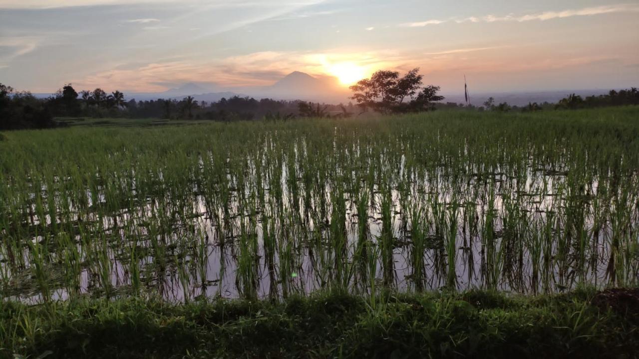 Tegal Jero Homestay Jatiluwih Exterior foto